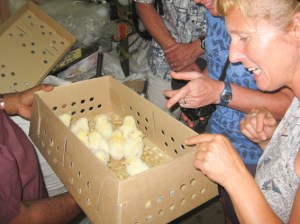Lots of bubby Zenas! We saw a few people walking round town with these boxes. They weren't being very gentle.