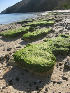 Every island has different volcanic influence.