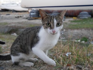 Took ages for this pussy cat to come to me. Then it kept whacking my ankles when I tried to leave. It never purred.
