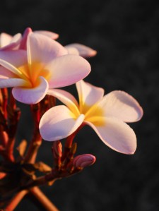 Something gorgeous to finish with.