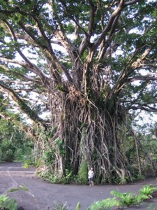 Vanuatu Tanna-1
