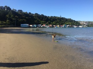 Back home, walking Zena in Pauatahanui Inlet. Long may this last.