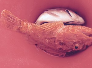 A very big snapper and an even bigger red thing that we didn't eat.